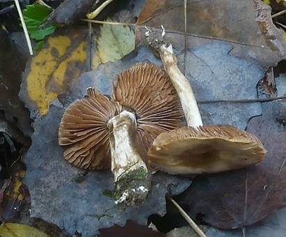 Pappelfälbling, Foto 3