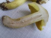 Pappel-Grünling, Foto 14