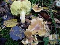 Pappel-Grünling, Foto 15