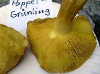 Pappel-Grünling, Foto 17