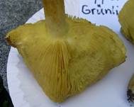 Pappel-Grünling, Foto 23