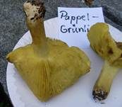 Pappel-Grünling, Foto 24