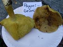 Pappel-Grünling, Foto 25