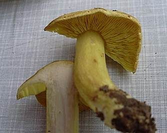 Pappel-Grünling, Foto 6