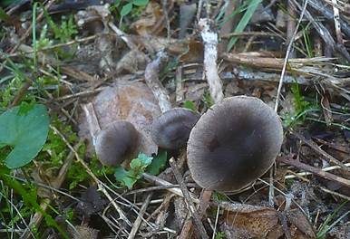 Pappel-Gürtelfuß, Foto 4