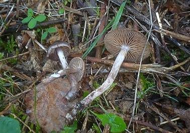 Pappel-Gürtelfuß, Foto 5