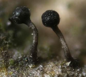 Pappel-Nagelpilz, Foto 3