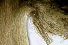 Pappel-Nagelpilz, Foto 15