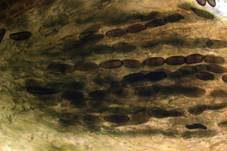 Pappel-Nagelpilz, Foto 17