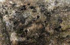 Pappel-Nagelpilz, Foto 6