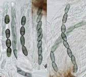 Pappel-Nagelpilz, Foto 7