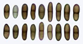 Pappel-Nagelpilz, Foto 10