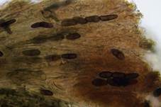 Pappel-Nagelpilz, Foto 11
