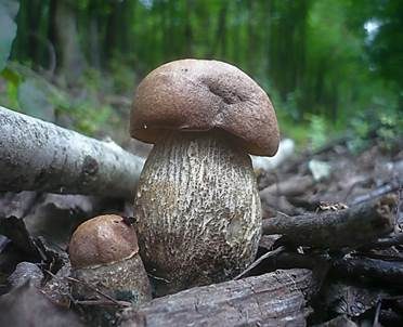 Pappel-Raufuß, Foto 2