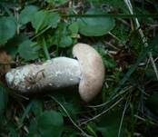 Pappel-Raufuß, Foto 12