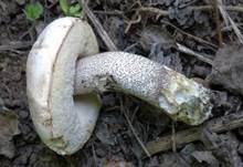 Pappel-Raufuß, Foto 14