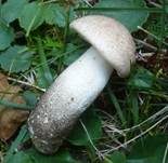 Pappel-Raufuß, Foto 15