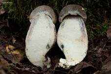 Pappel-Raufuß, Foto 6