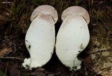 Pappel-Raufuß, Foto 7