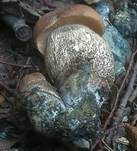 Pappel-Raufuß, Foto 11