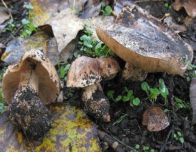 Pappelritterling, Foto 2