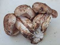 Pappelritterling, Foto 12