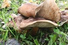 Pappelritterling, Foto 6