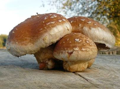 Pappelschüppling, Foto 2