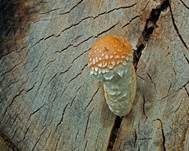 Pappelschüppling, Foto 12