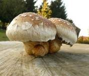 Pappelschüppling, Foto 16