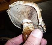 Pappelschüppling, Foto 20