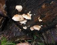 Pappelschüppling, Foto 21