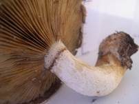 Pappelschüppling, Foto 24