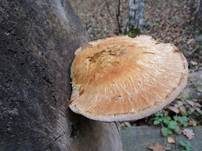 Pappelschüppling, Foto 38