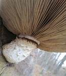 Pappelschüppling, Foto 40