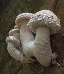 Pappelschüppling, Foto 54