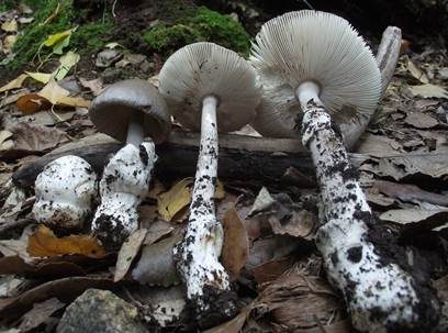 Pappel-Streifling, Foto 3
