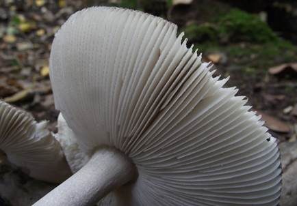 Pappel-Streifling, Foto 4