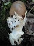 Pappel-Streifling, Foto 7