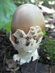 Pappel-Streifling, Foto 8
