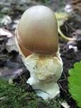 Pappel-Streifling, Foto 9