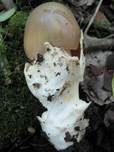 Pappel-Streifling, Foto 10