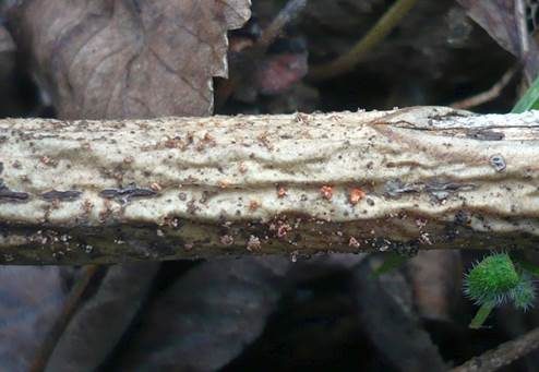 Parasitischer Pustelpilz, Foto 2