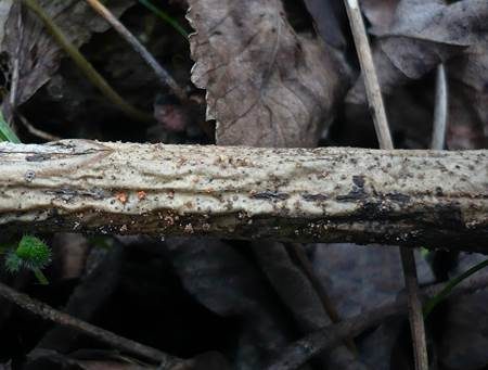 Parasitischer Pustelpilz, Foto 3