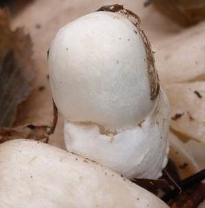 Parasitischer Scheidling, Foto 3