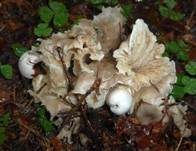 Parasitischer Scheidling, Foto 13
