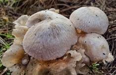 Parasitischer Scheidling, Foto 14
