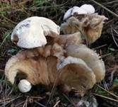Parasitischer Scheidling, Foto 15
