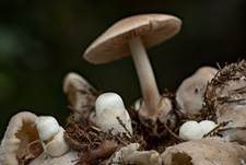 Parasitischer Scheidling, Foto 16