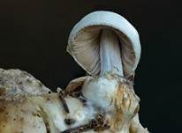 Parasitischer Scheidling, Foto 17